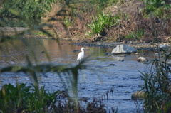 Egretta garzetta