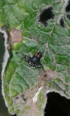 Acrostictella parallela