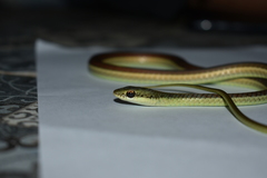 Dendrelaphis subocularis