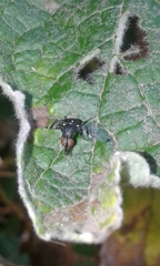 Acrostictella parallela