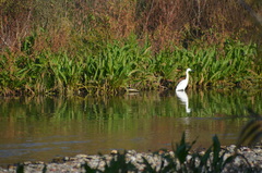 Egretta garzetta
