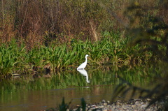 Egretta garzetta