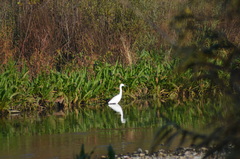 Egretta garzetta