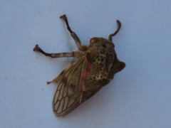 Metcalfiella