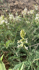 Astragalus trichopodus