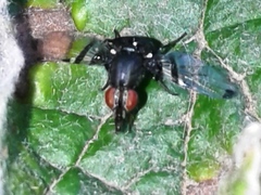Acrostictella parallela