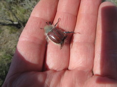 Paracotalpa granicollis