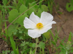 Argemone albiflora