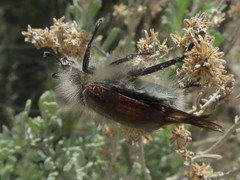 Paracotalpa granicollis