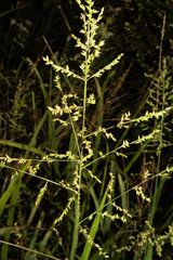 Coleataenia anceps anceps