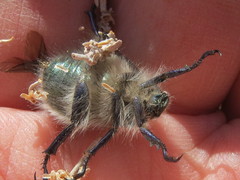 Paracotalpa granicollis