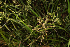 Coleataenia anceps anceps