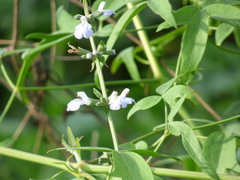 Salvia pallida