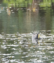 Gallinula tenebrosa tenebrosa