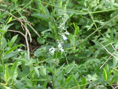 Salvia pallida