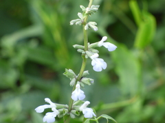 Salvia pallida
