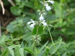 Salvia pallida