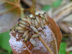 Lilioceris formosana
