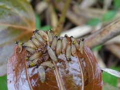 Lilioceris formosana