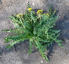 Taraxacum lacerifolium