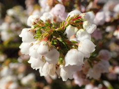 Erica capensis