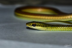 Dendrelaphis subocularis