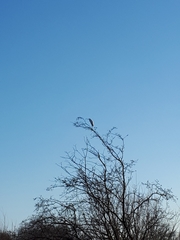 Ardea alba