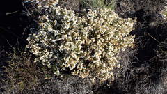 Erica capensis