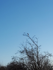 Ardea alba