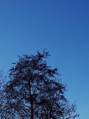 Ardea alba