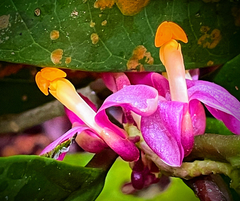 Angiospermae