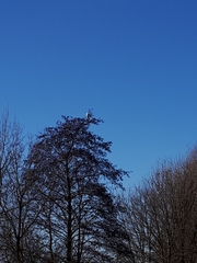 Ardea alba