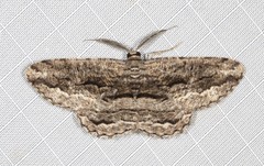 Scioglyptis canescaria