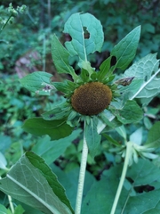 Carpesium macrocephalum