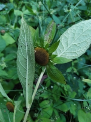 Carpesium macrocephalum