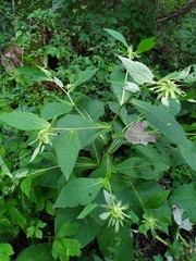 Carpesium macrocephalum