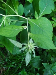 Carpesium macrocephalum