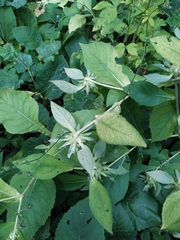 Carpesium macrocephalum