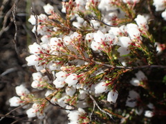 Erica capensis