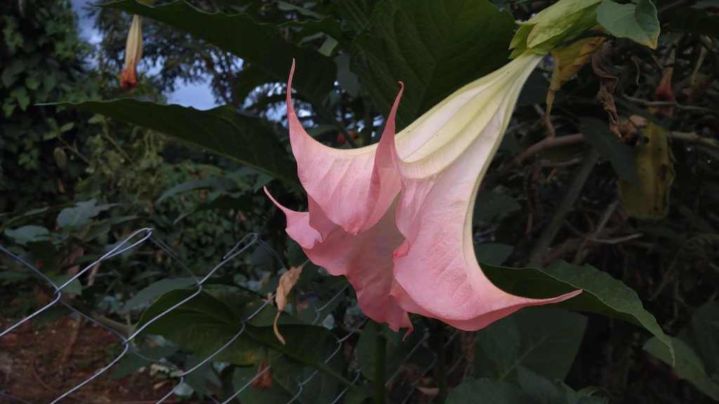 Brugmansia insignis