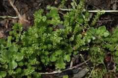 Sedum gracile