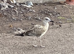 Larus argentatus smithsonianus