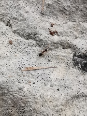 Crematogaster sordidula