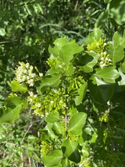 Plectroniella armata