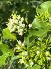 Plectroniella armata