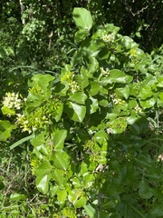Plectroniella armata