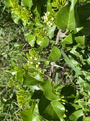Plectroniella armata