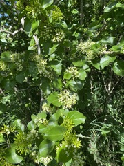 Plectroniella armata