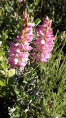 Indigofera cytisoides