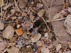 Bombus formosellus